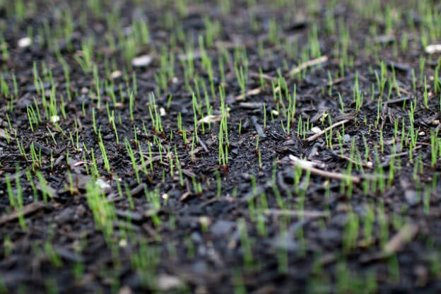 Watering grass seed